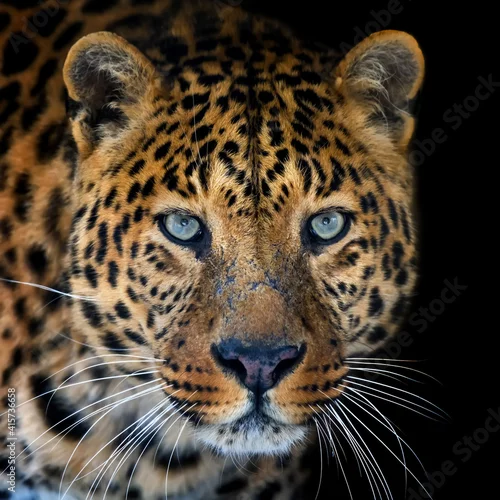 Obraz Close up big leopard isolated on black background