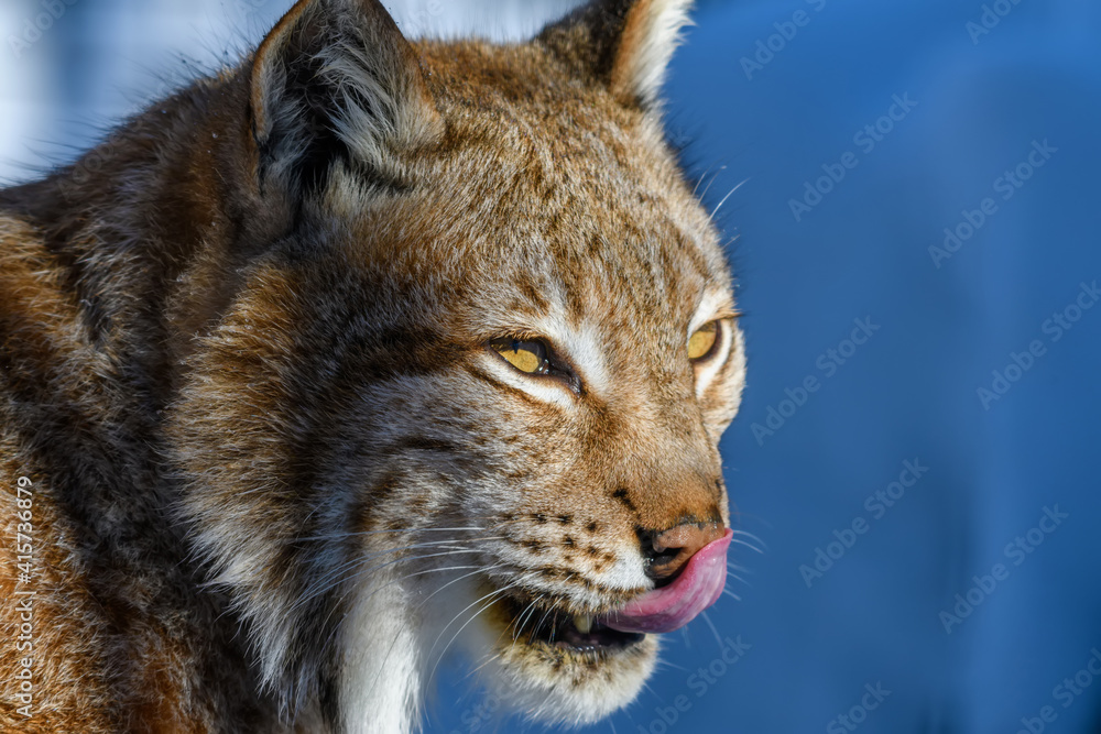 Obraz premium Lynx portrait in the snow. Wildlife scene from winter nature