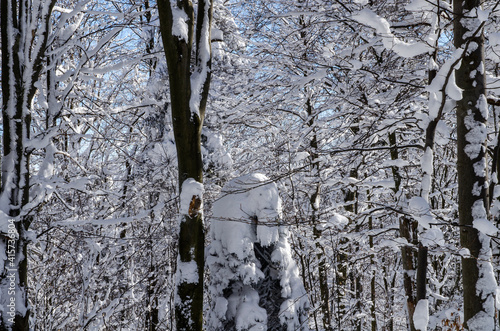 Fototapeta Naklejka Na Ścianę i Meble -  Zima w Bieszczadach 