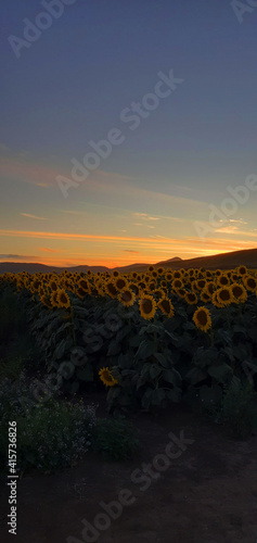 sunflowers at sunset with a view of the mountains