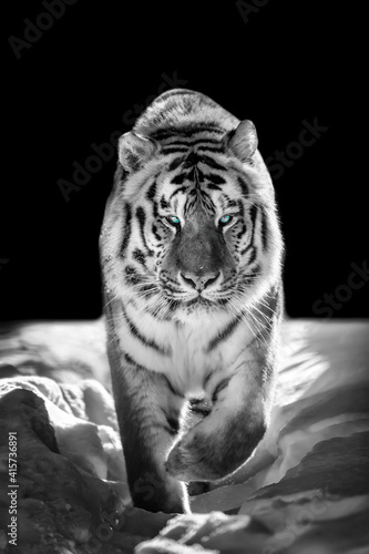 Stampa su tela Wild siberian tiger portrait on snow with blue eye..