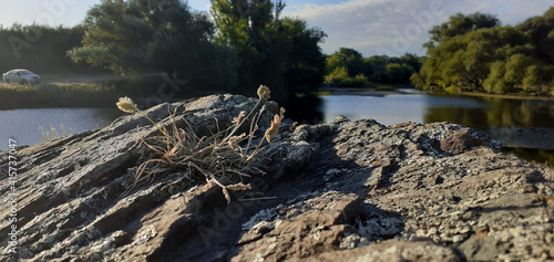 plant that comes out of the stones and in the background a river 