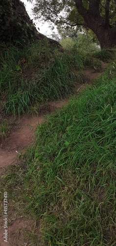 small dirt ladder made next to a tree 