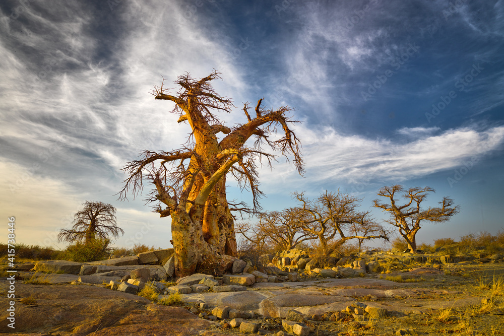 Obraz premium Landscape with Baobab trees (Adansonia digitata) in the Makgadikgadi salt pan, Botswana
