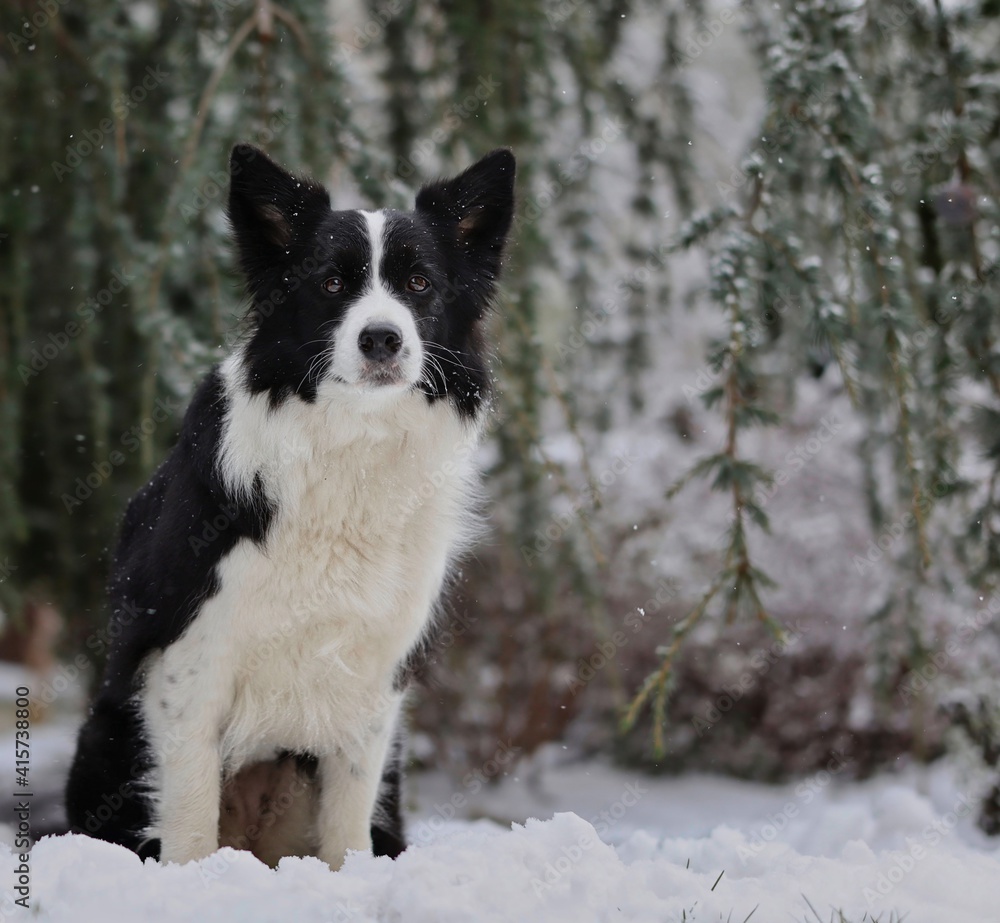 Border Collie Sits in the Snow during Cold Winter Day. Adorable Black and White Dog in the Garden. Border Collie Sits in the Snow during Cold Winter Day. Adorable Black and White Dog in the Garden.