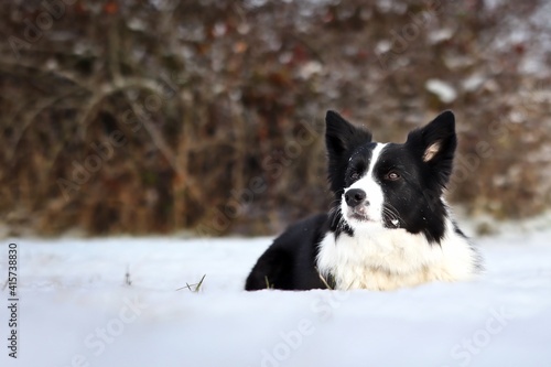 Black and White Border Collie Dog Lies Down in Snow during Cold Winter Day.