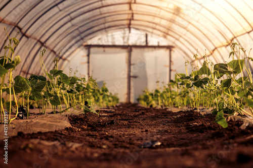 Pepper plants inside a greenhouse