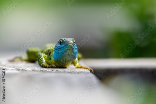 portrait of occidental green lizard