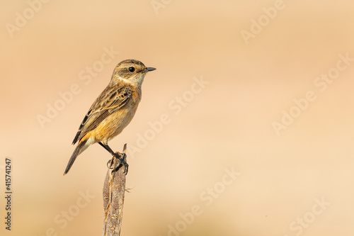 Eastern Stonechat perching on the tip of a perch