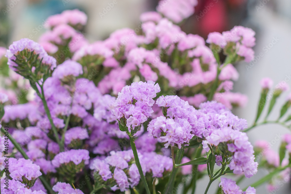 Pink limonium and green branches,Limonium sinense (Girard) Kuntze Pink limonium and green branches,Limonium sinense (Girard) Kuntze