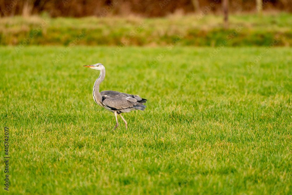 Great Blue Heron runs on the green grass with the background out of focus, natural green and brown tones Great Blue Heron runs on the green grass with the background out of focus, natural green and brown tones