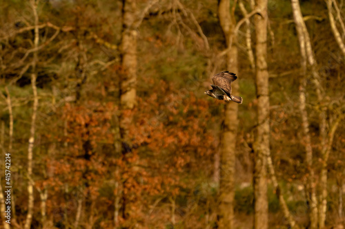 Large bird of prey flies in the air and hunts for food. Majestic brown-feathered buzzard with a forest in the background © Dasya - Dasya