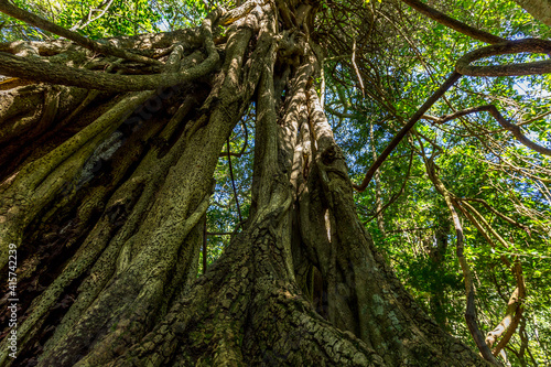 kapok and other trees in a tropical forest in Costa Rica photo