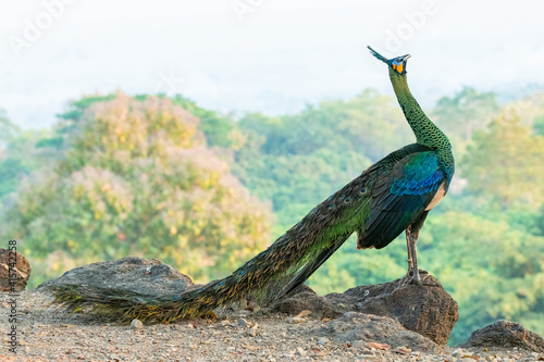 Green Peafowl raising its head up in the air photo