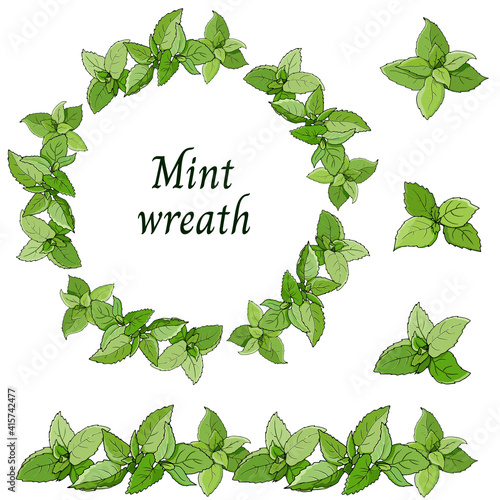 Green wreath of mint leaves on a white background. Italian herbs set, vector botanical illustration.