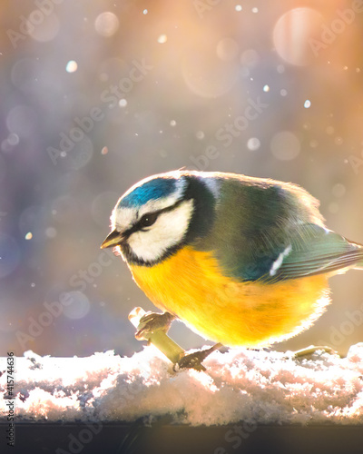 Blue Titmouse in winter snowfall. Close-up of cute fluffy bird with yellow belly. Sunny day in cold season. Soft yellow sun light. Feed birds in wintertime concept Bright spring card Color bokeh Shine