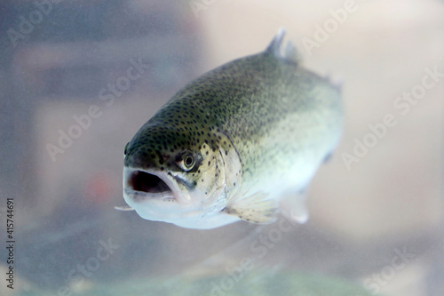 Photography Rainbow trout swimming in water. Live fish in a store aquarium