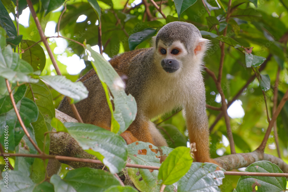 Squirrel Monkey (Saimiri sciureus) in Cuyabeno Wildlife Reserve (Amazonia, Ecuador) Squirrel Monkey (Saimiri sciureus) in Cuyabeno Wildlife Reserve (Amazonia, Ecuador)