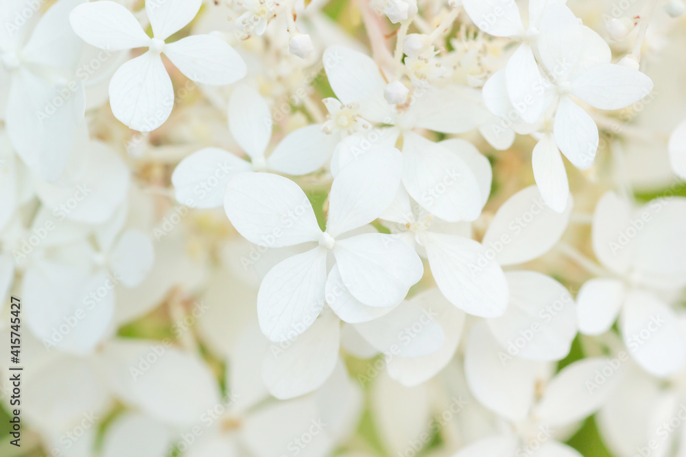 Soft focus spring background with white Hydrangea blossom. Hortensia flowers natural texture close up Soft focus spring background with white Hydrangea blossom. Hortensia flowers natural texture close up