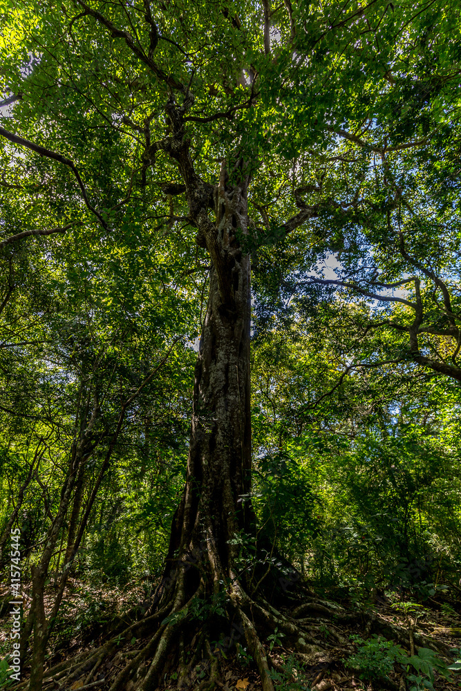 kapok and other trees in a tropical forest in Costa Rica kapok and other trees in a tropical forest in Costa Rica