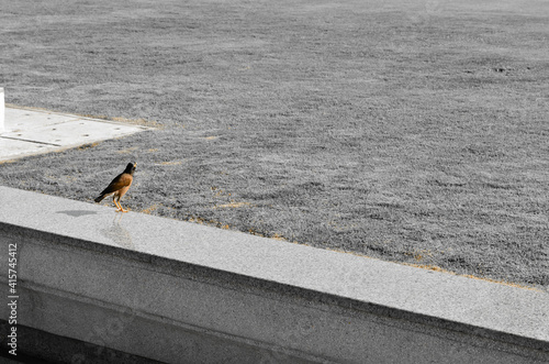 Wallpaper Mural A sparrow on cement edge close to grass yard, lonely bird looking at something Torontodigital.ca
