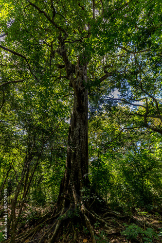 kapok and other trees in a tropical forest in Costa Rica