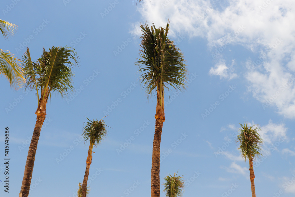 palm trees on blue sky palm trees on blue sky