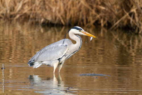Fotografie gray heron in fishing ponds and marshes europe