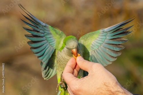 Lonk parakeet (Myiopsitta monachus), parakeet in flight looking for food from the hand not recognizable photo