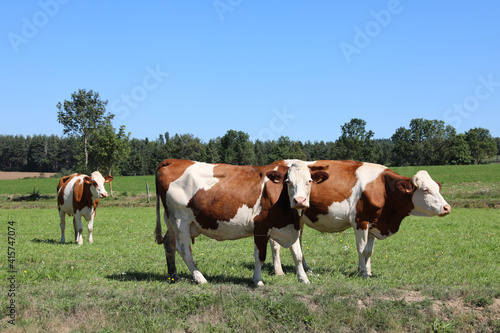 grazing swiss cows on the meadow