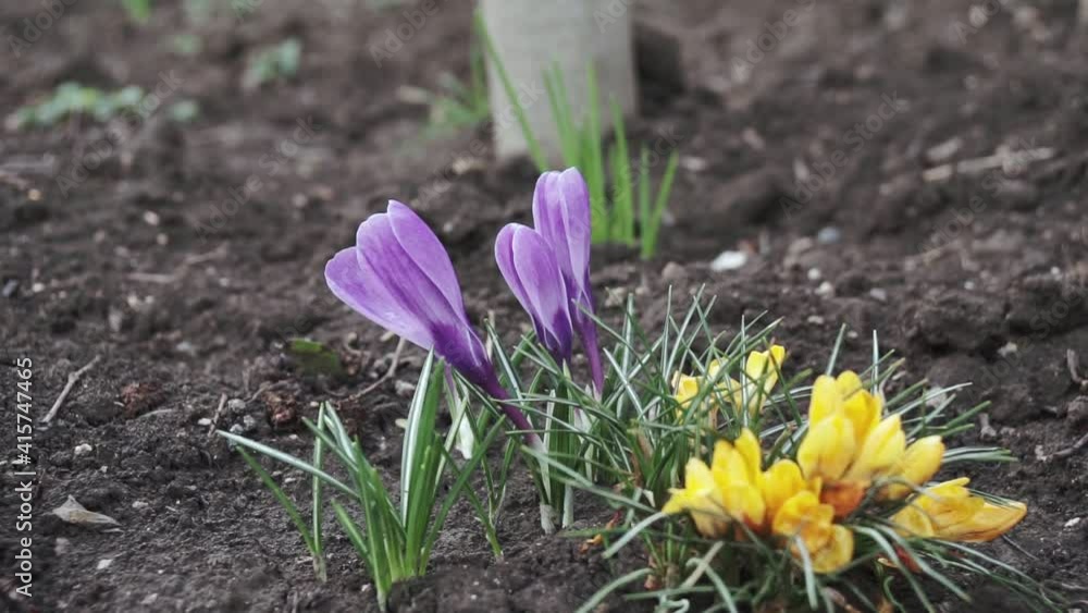 Violet crocuses in early spring garden in sunny day. Close-up flowering crocuses Ruby Giant on natural stone background. Soft selective focus. Violet crocuses in early spring garden in sunny day. Close-up flowering crocuses Ruby Giant on natural stone background. Soft selective focus.