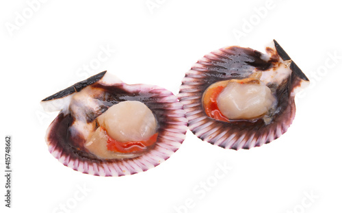 scallops in shells isolated