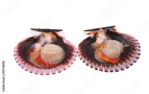 scallops in shells isolated