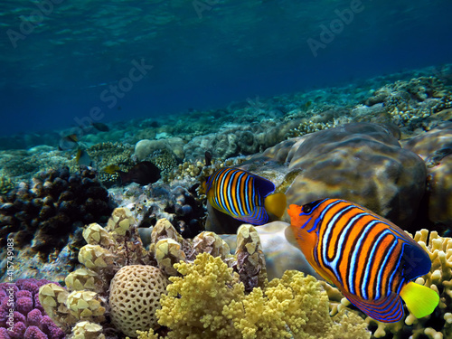 Regal Angelfish (Pygoplites diacanthus) in the Red Sea, Egypt.