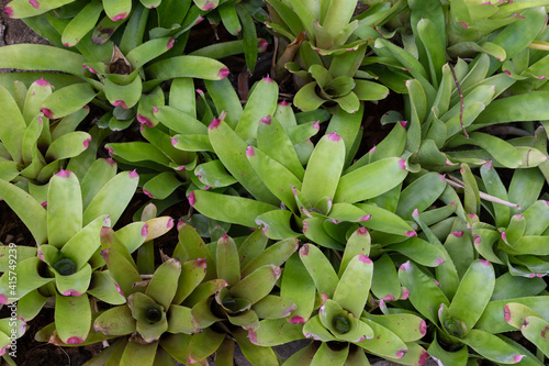 Aechmea is an ornamental plant that is grown in shade or less sun.