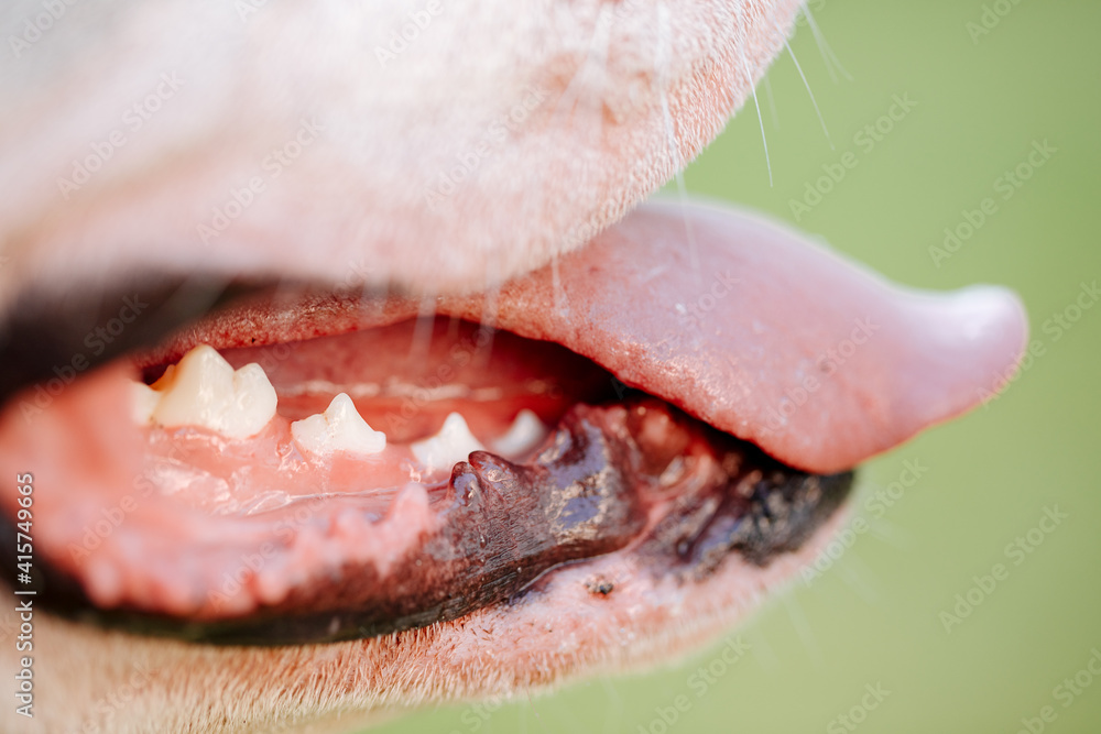 Obraz premium mouth of teeth. Mouth and teeth of a white American bulldog. Teeth from a dog. Open mouth of dog. Dental hygiene for animals. 