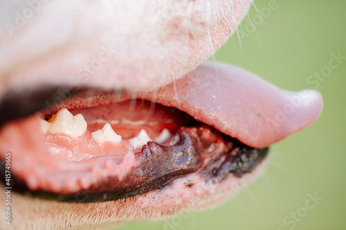 mouth of teeth. Mouth and teeth of a white American bulldog. Teeth from a dog. Open mouth of dog. Dental hygiene for animals. 