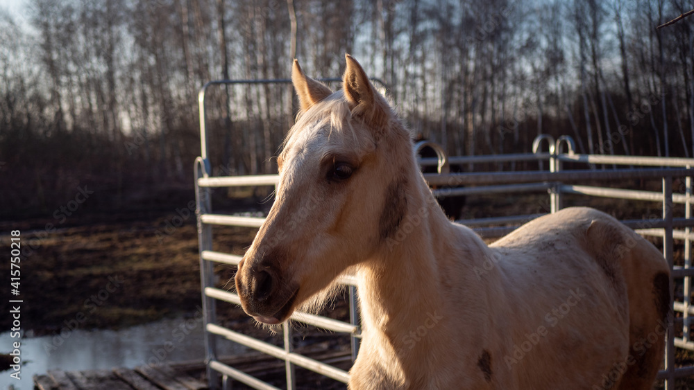 Fototapeta premium white horse on the farm close up
