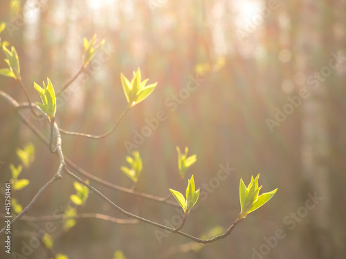 Close-up of a twig with young spring leaves in the sunlight. Soft focus.