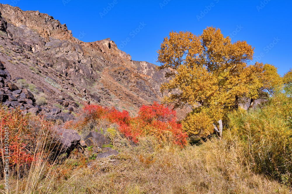 Fabulous autumn forest in the Charyn canyon in Kazakhstan Fabulous autumn forest in the Charyn canyon in Kazakhstan