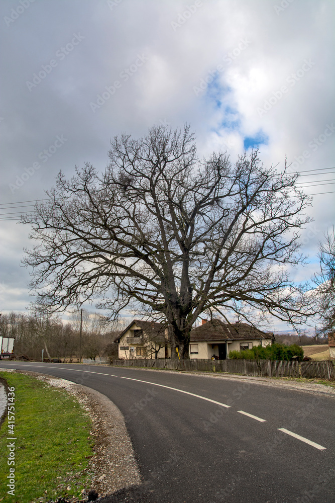 Old oak tree