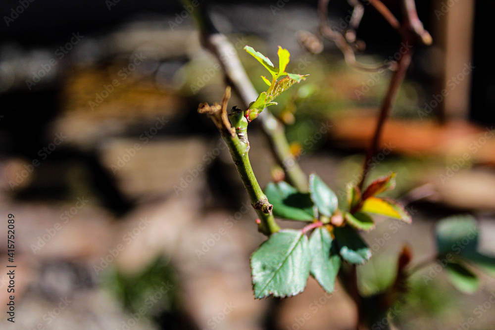 First leaves in spring on the plant in the front yard. Horizontal image First leaves in spring on the plant in the front yard. Horizontal image