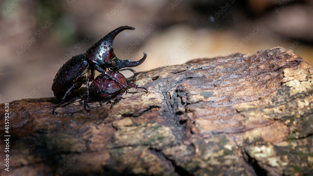 A large beetle on a log, a beautiful horned beetle perched on a tree, looks natural. A large beetle on a log, a beautiful horned beetle perched on a tree, looks natural.