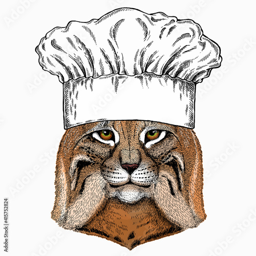 Lynx, bobcat. Chef cook hat. Restaurant logo. Wild cat. Vector portrait of cat head.