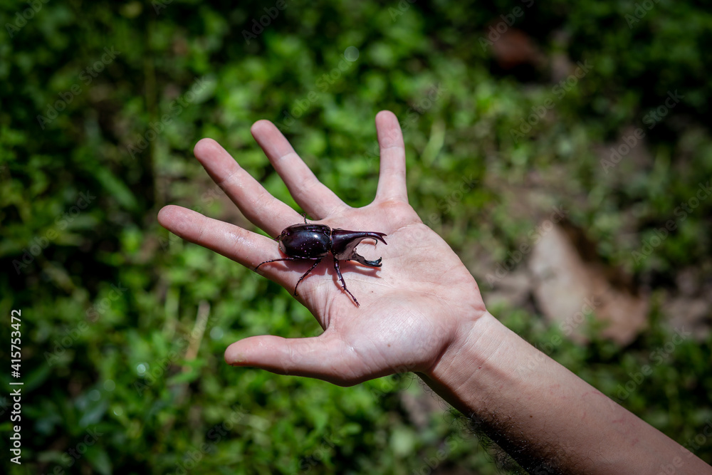 Obraz premium A large beetle on a log, a beautiful horned beetle perched on a tree, looks natural.