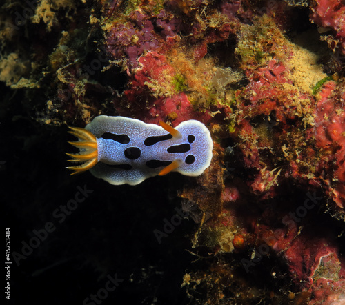 A Chromodoris Dianae nudibranch Boracay Philippines photo