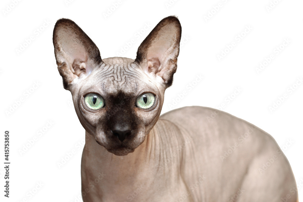 Sphynx cat with green eyes portrait isolated on white background.