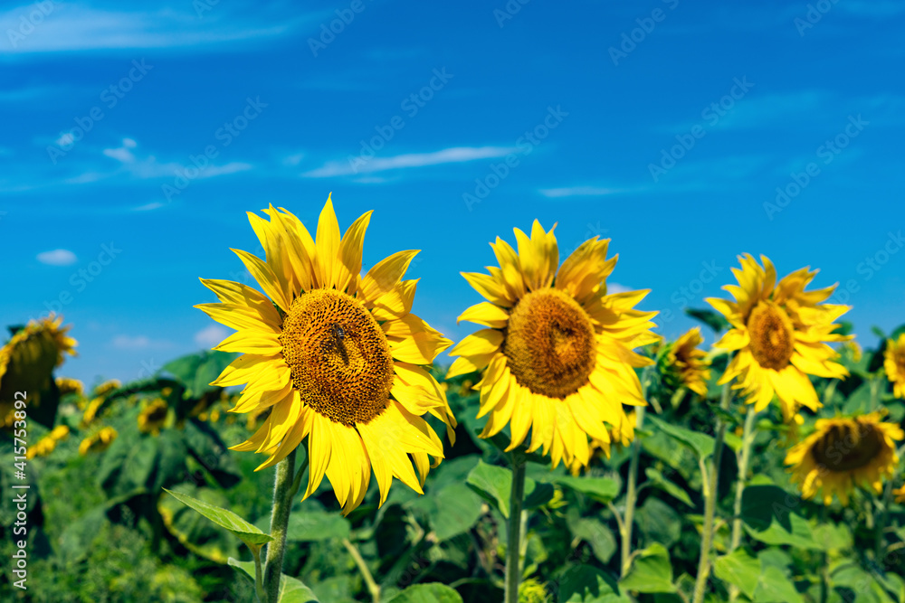 Bright yellow sunflower flower in a field against a blue sky Bright yellow sunflower flower in a field against a blue sky