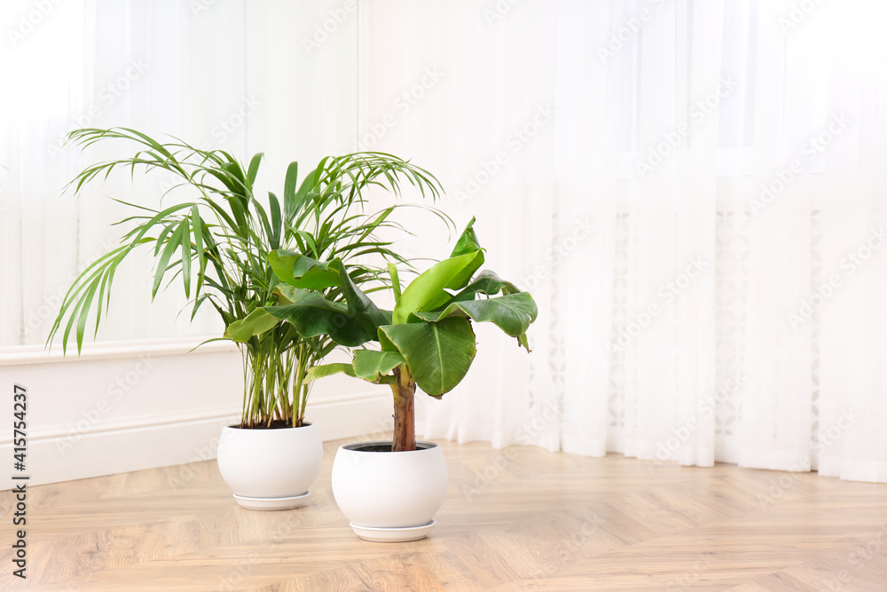 Fototapeta premium Different beautiful indoor plants on floor in room, space for text. House decoration