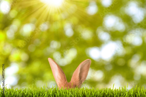 Cute Easter bunny hiding in green grass outdoors